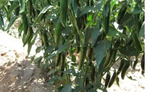 Halcon Hot Pepper (Treated Seed)