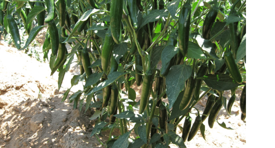 Halcon Hot Pepper (Treated Seed)