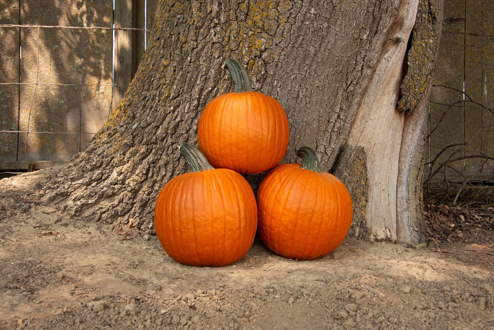 Hermes Pumpkin (Farmore)