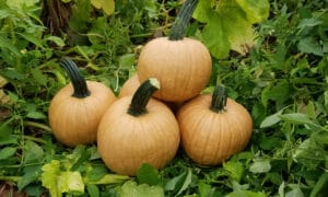 Hot Chocolate Pumpkin (Farmore)
