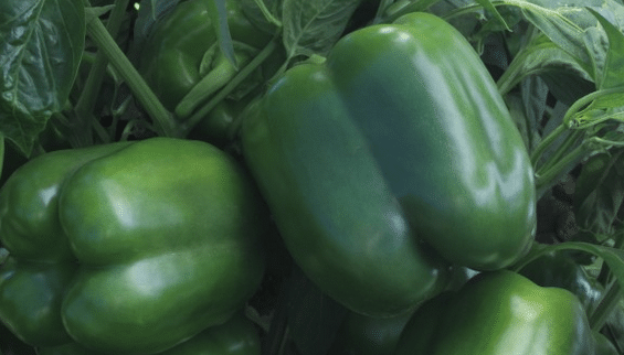 Huntington Bell Pepper (Treated Seed)