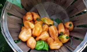 Kabal Habanero Type Pepper (Treated Seed)