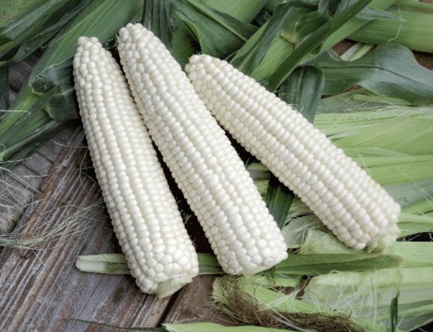 Leadoff MXR Xtra-Tender™ Sweet Corn (Cruiser)