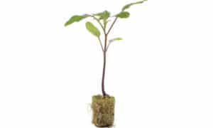 Maxifort Rootstock (Primed & Pelleted)