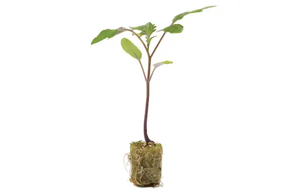 Maxifort Rootstock (Primed & Pelleted)