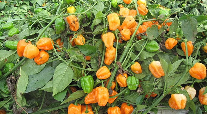 Megalodon Habanero Type Pepper (Treated Seed) - Image 2