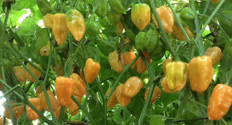 Megalodon Habanero Type Pepper (Treated Seed)