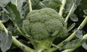Monclano Broccoli (Treated Seed)