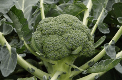Monclano Broccoli (Treated Seed)