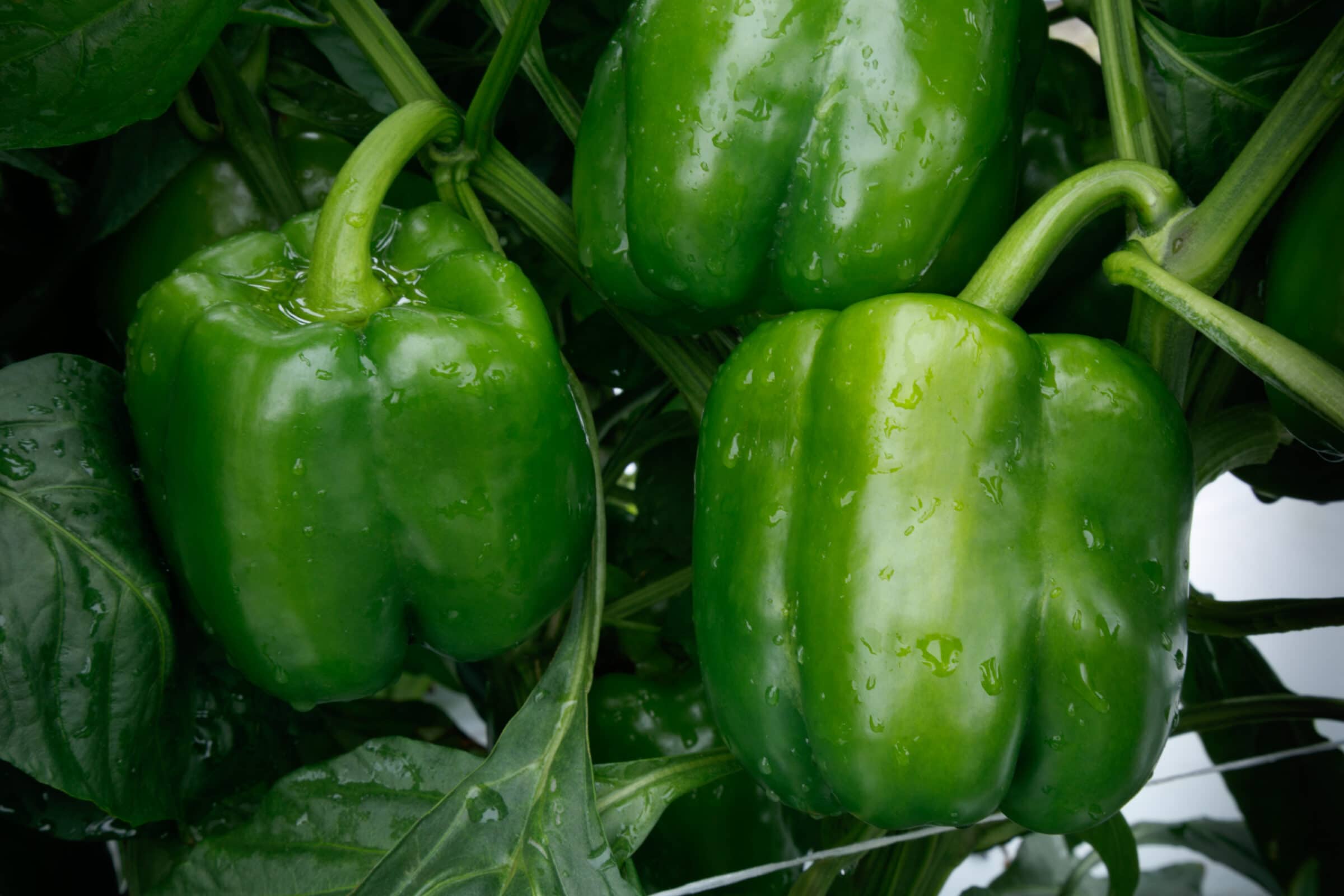 NITRO S10® Bell Pepper (Not Treated)