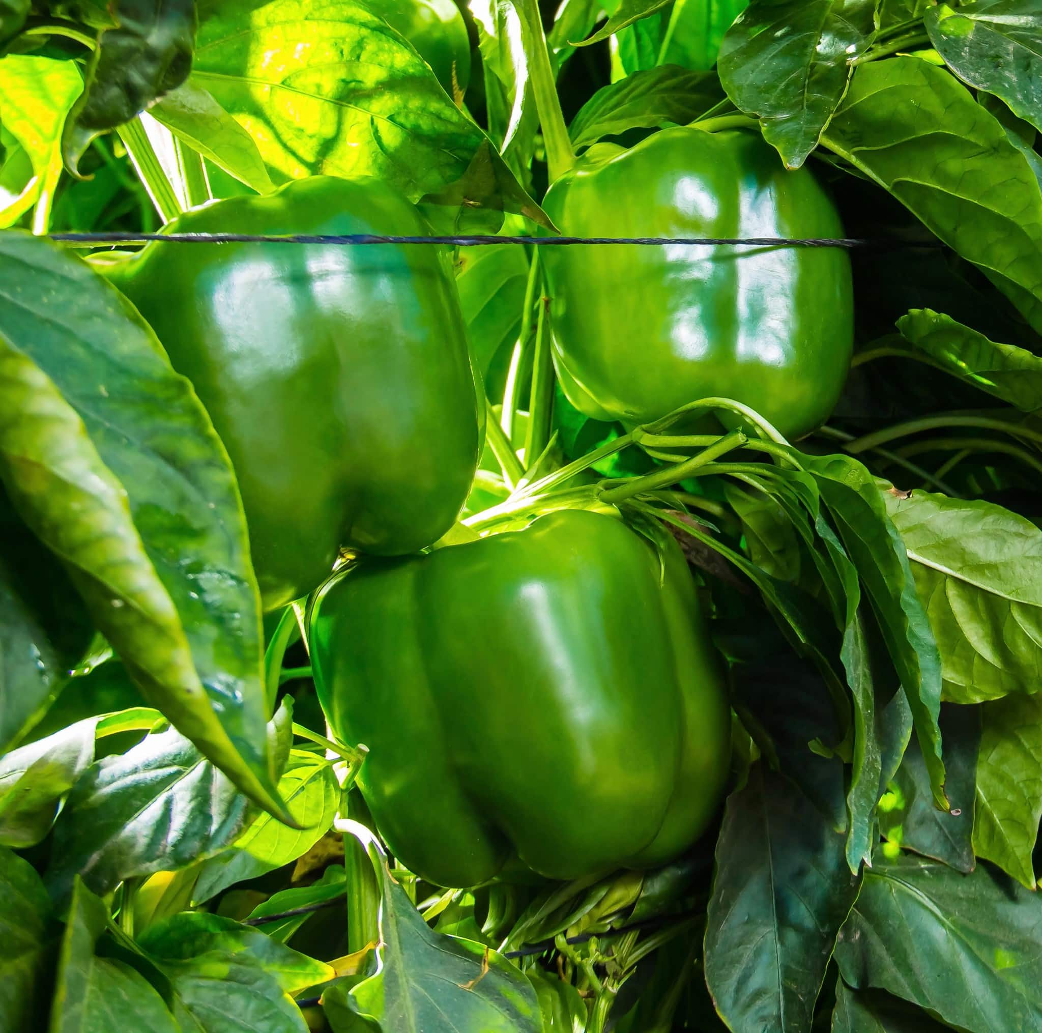 Placepak Bell Pepper (Treated Seed) - Image 2
