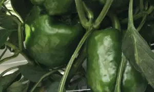 Prodigy Bell Pepper (Treated Seed)