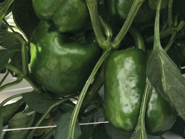 Prodigy Bell Pepper (Treated Seed)