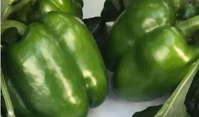 Provider Bell Pepper (Treated Seed)