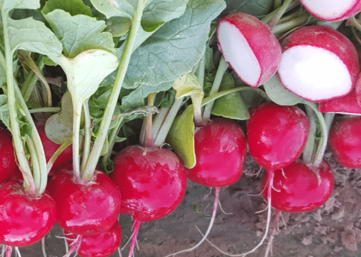 Red Crown Radish (Treated Seed)