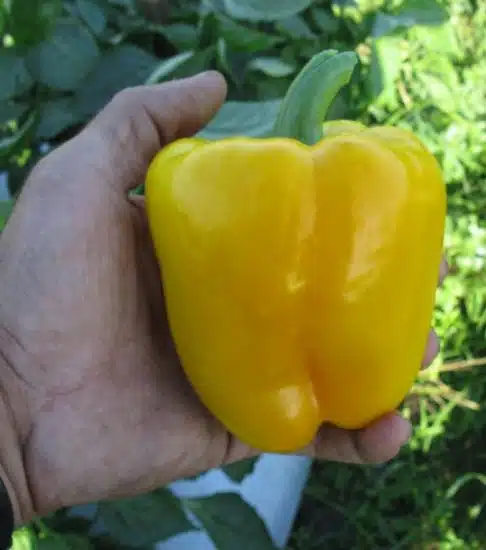 SVPB8415 Bell Pepper (Treated Seed)