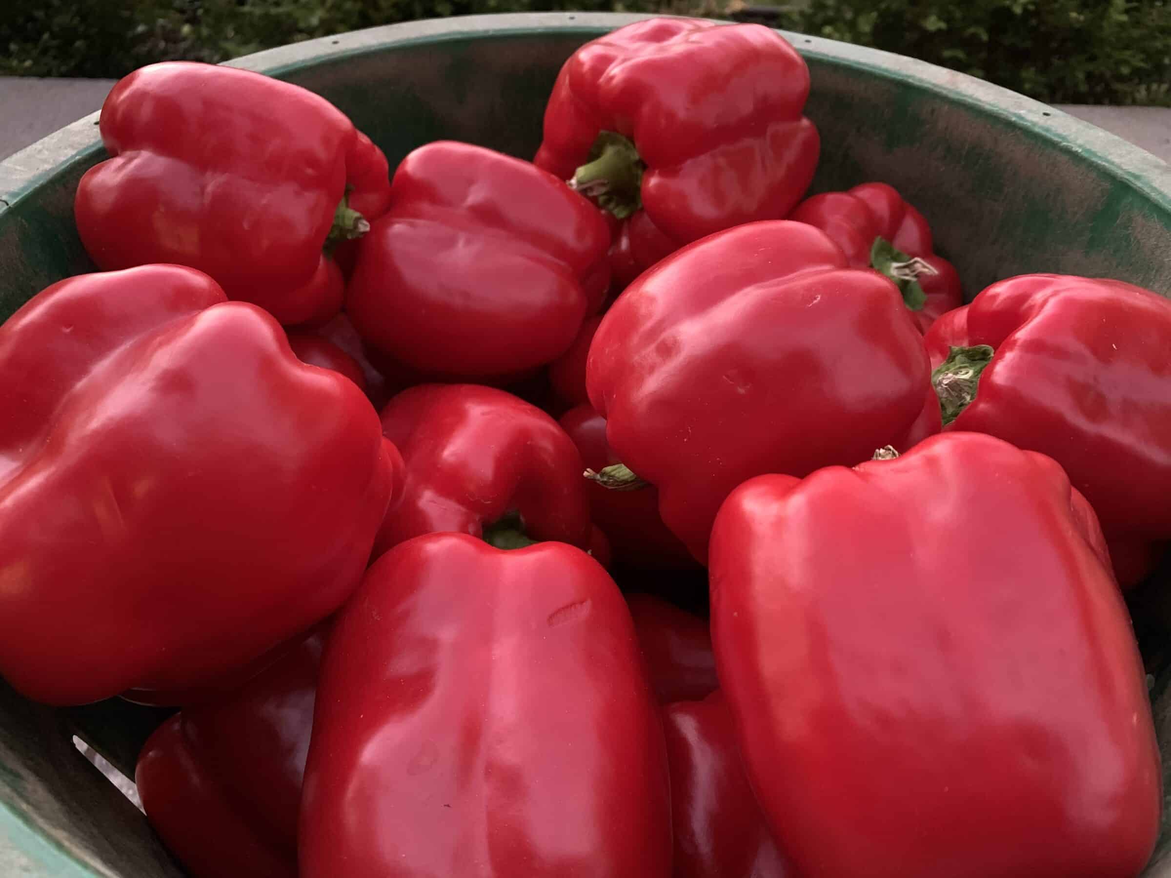 Sailfish Bell Pepper (Treated Seed)