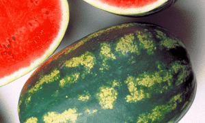 Sentinel Watermelon (Farmore Treated Seed)