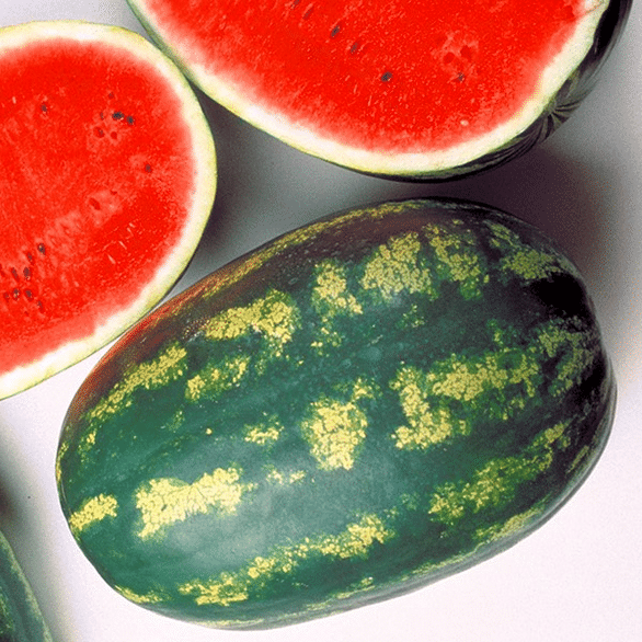 Sentinel Watermelon (Farmore Treated Seed)