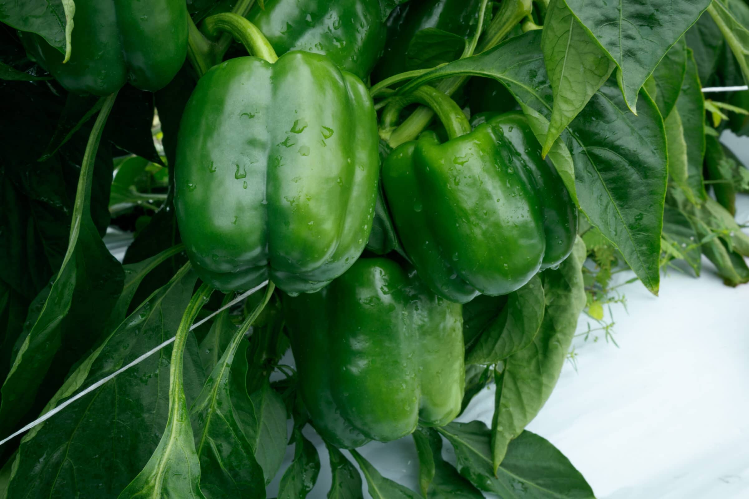 Shogun S10® Bell Pepper (Treated Seed)