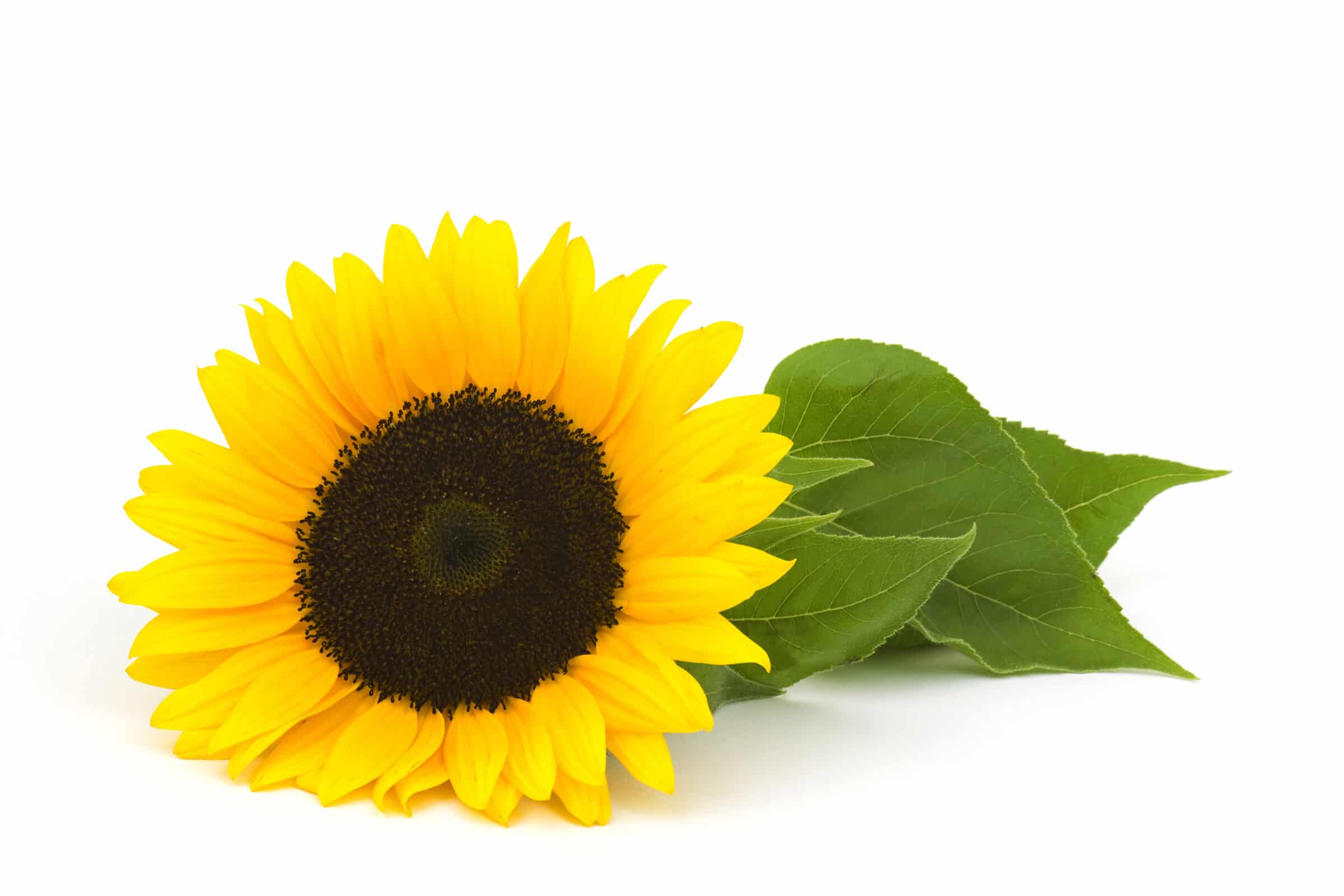 Category: Sunflower Seeds | Seedway