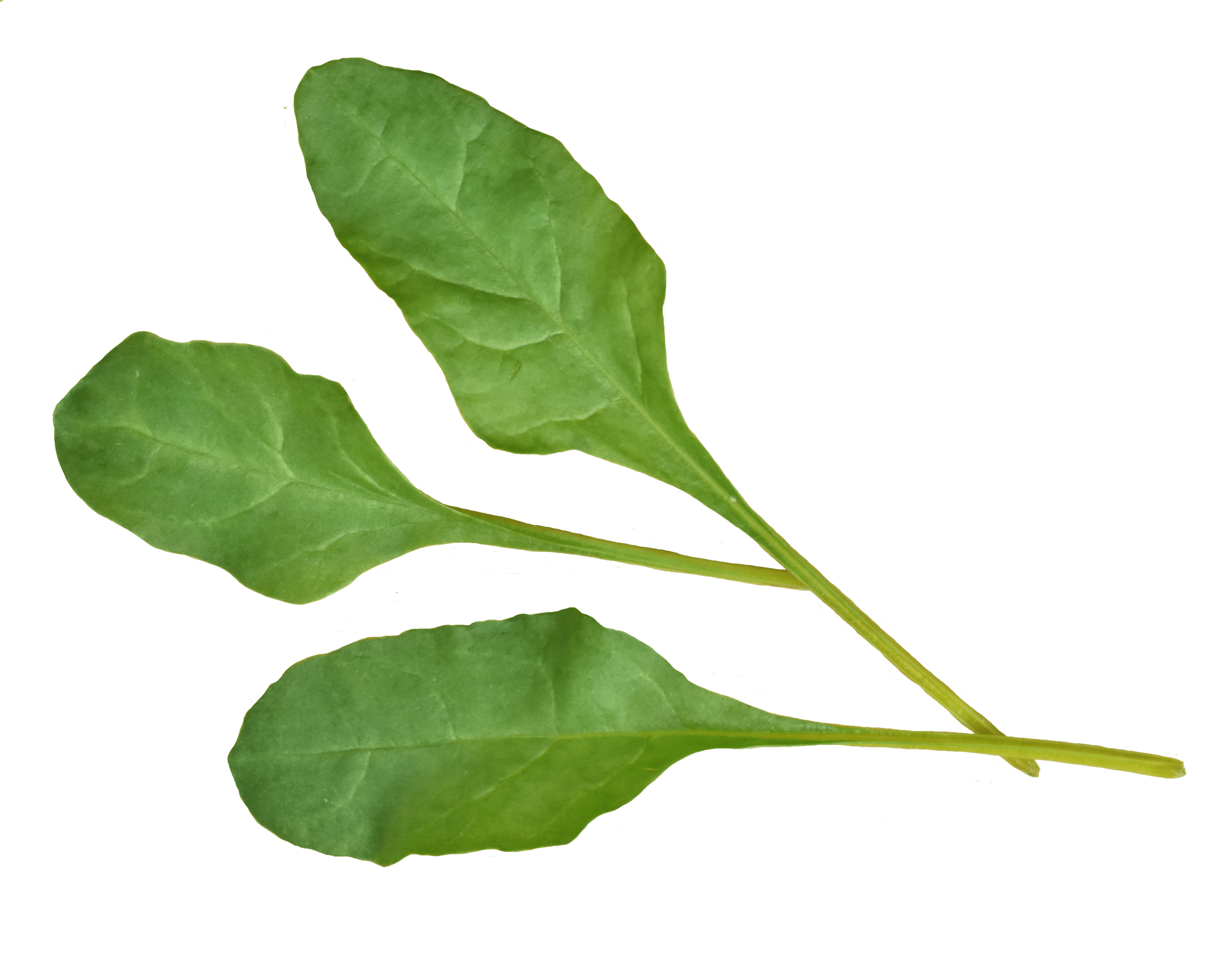 Touchstone Gold Beet (Treated Seed) - Image 2