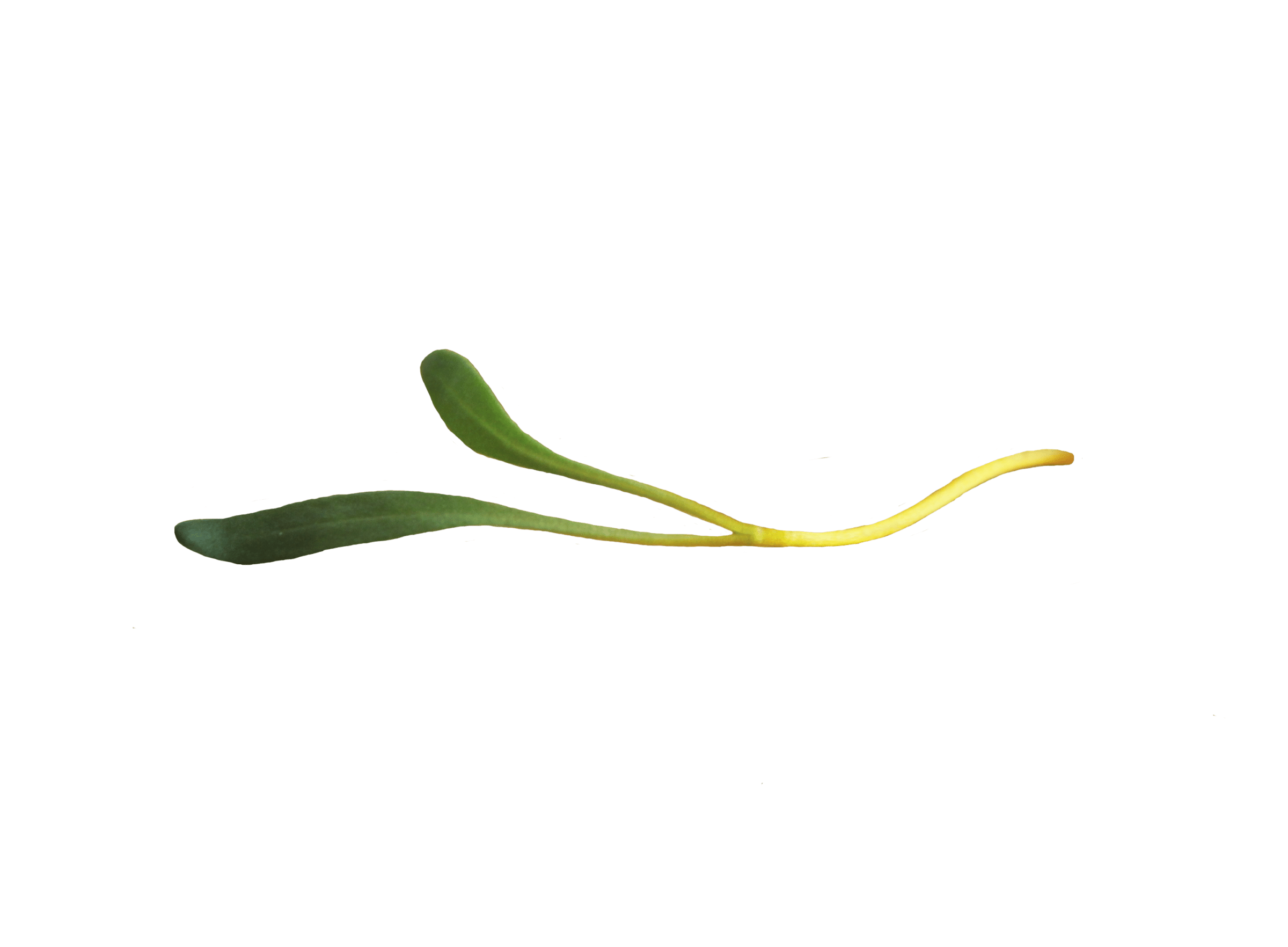 Touchstone Gold Beet (Treated Seed) - Image 3