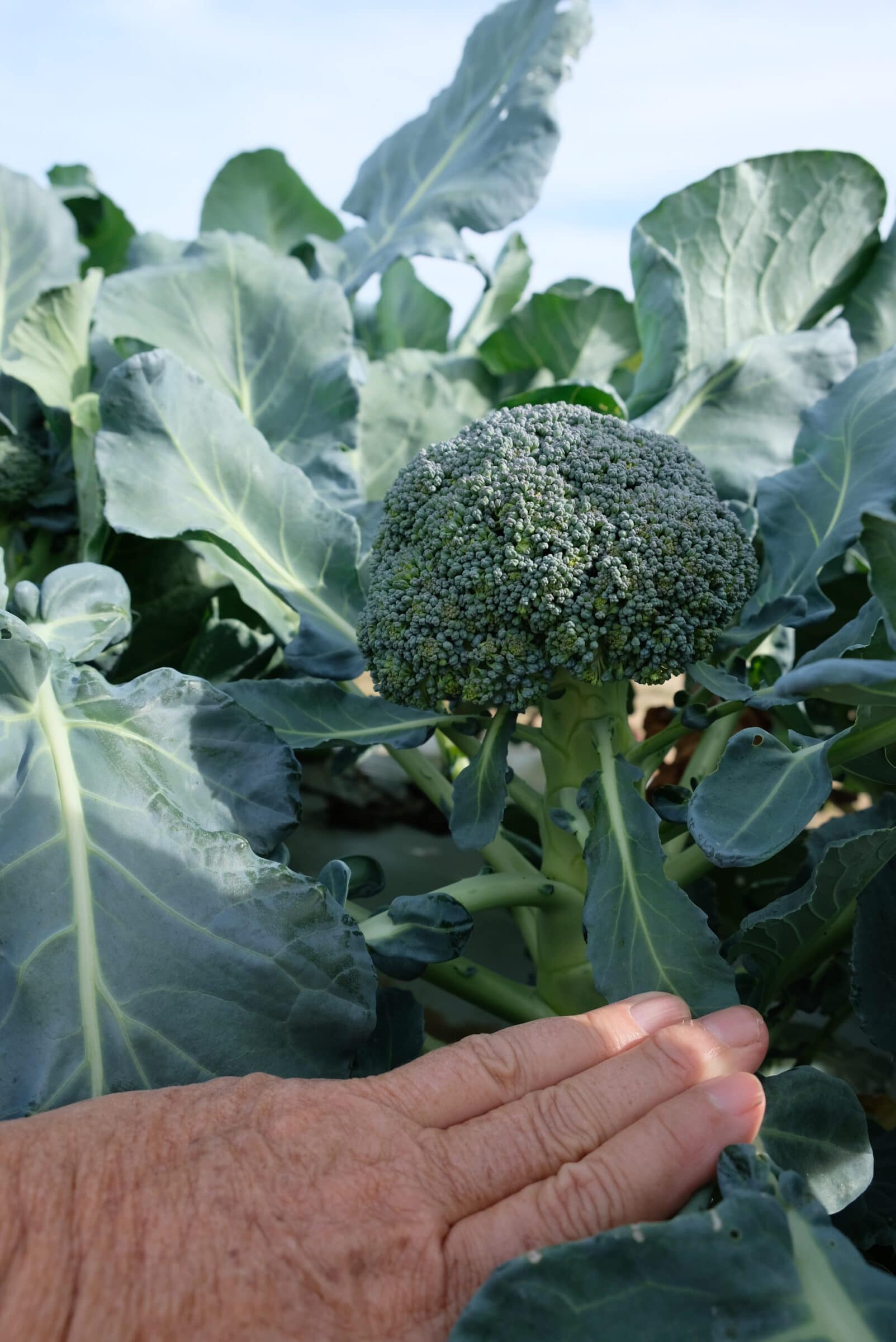 Wolfman Broccoli (Treated) - Image 2