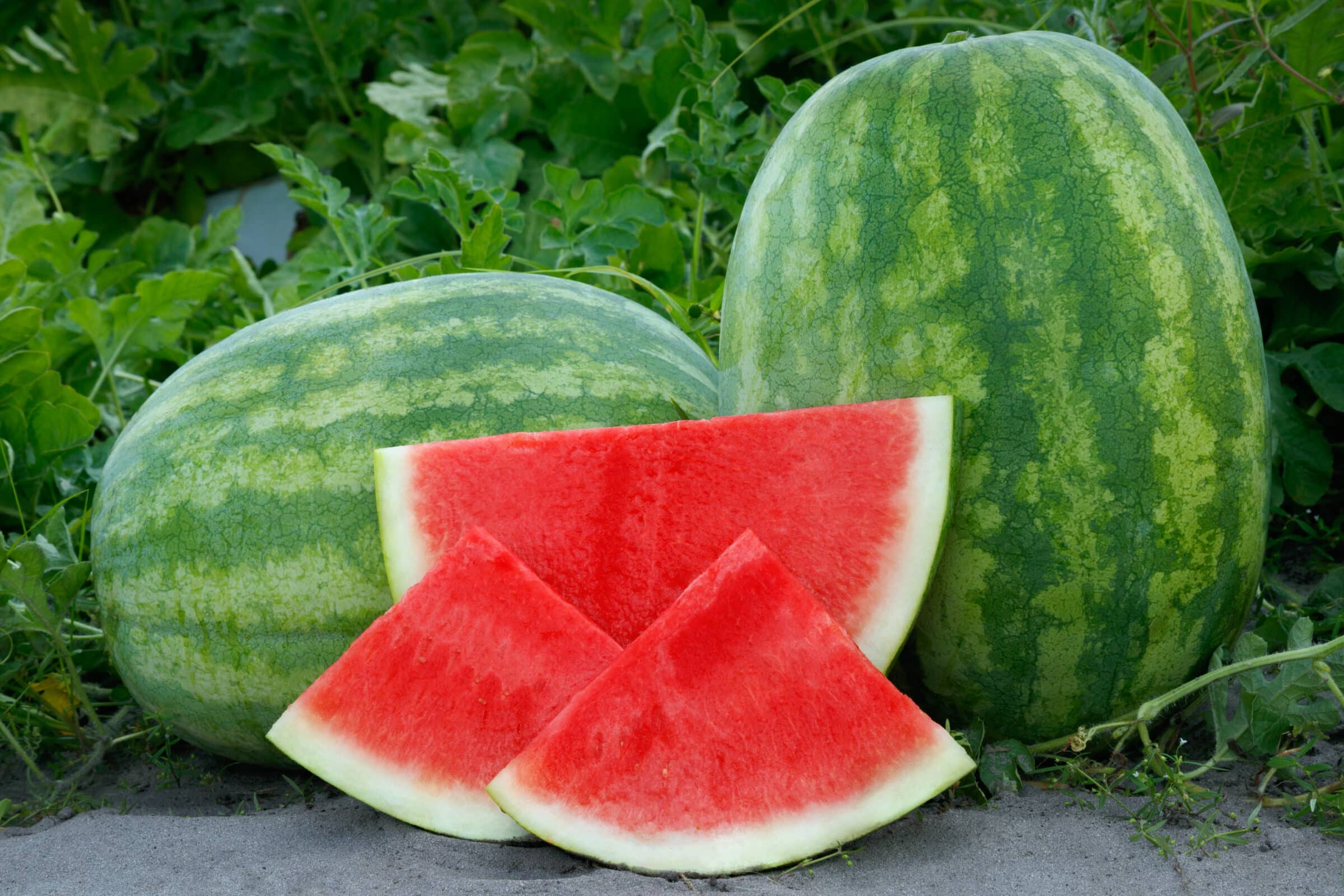 Secretariat Watermelon (Primed)