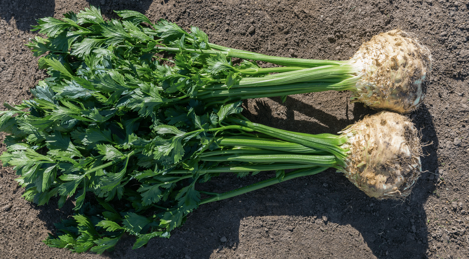 Rowena Celeriac (Pelleted)