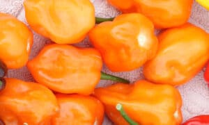 Flamethrower Orange Habanero Type Pepper (Not Treated)