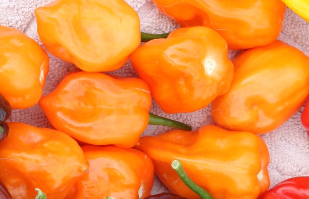 Flamethrower Orange Habanero Type Pepper (Not Treated)