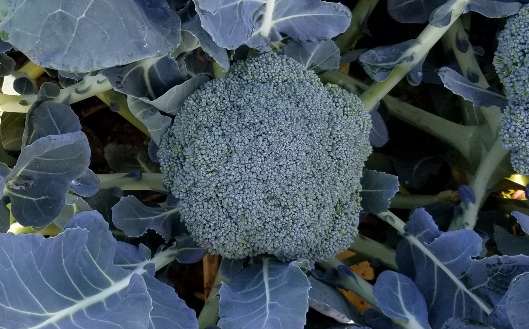 Wolfman Broccoli (Treated)