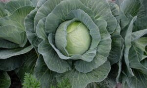 Bellicose Cabbage (Not Treated)