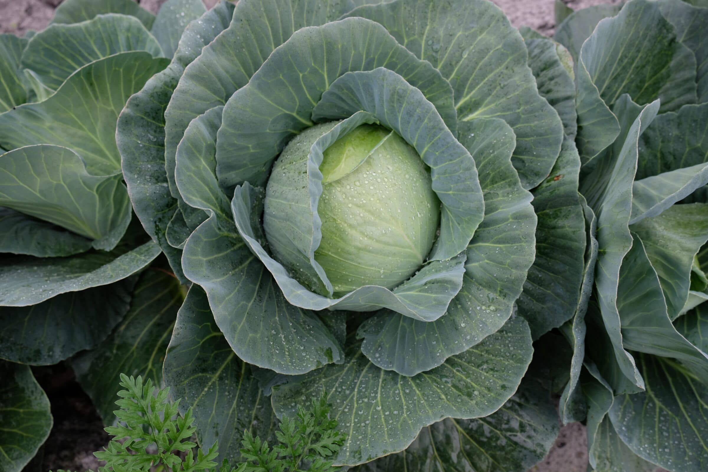 Bellicose Cabbage (Not Treated)