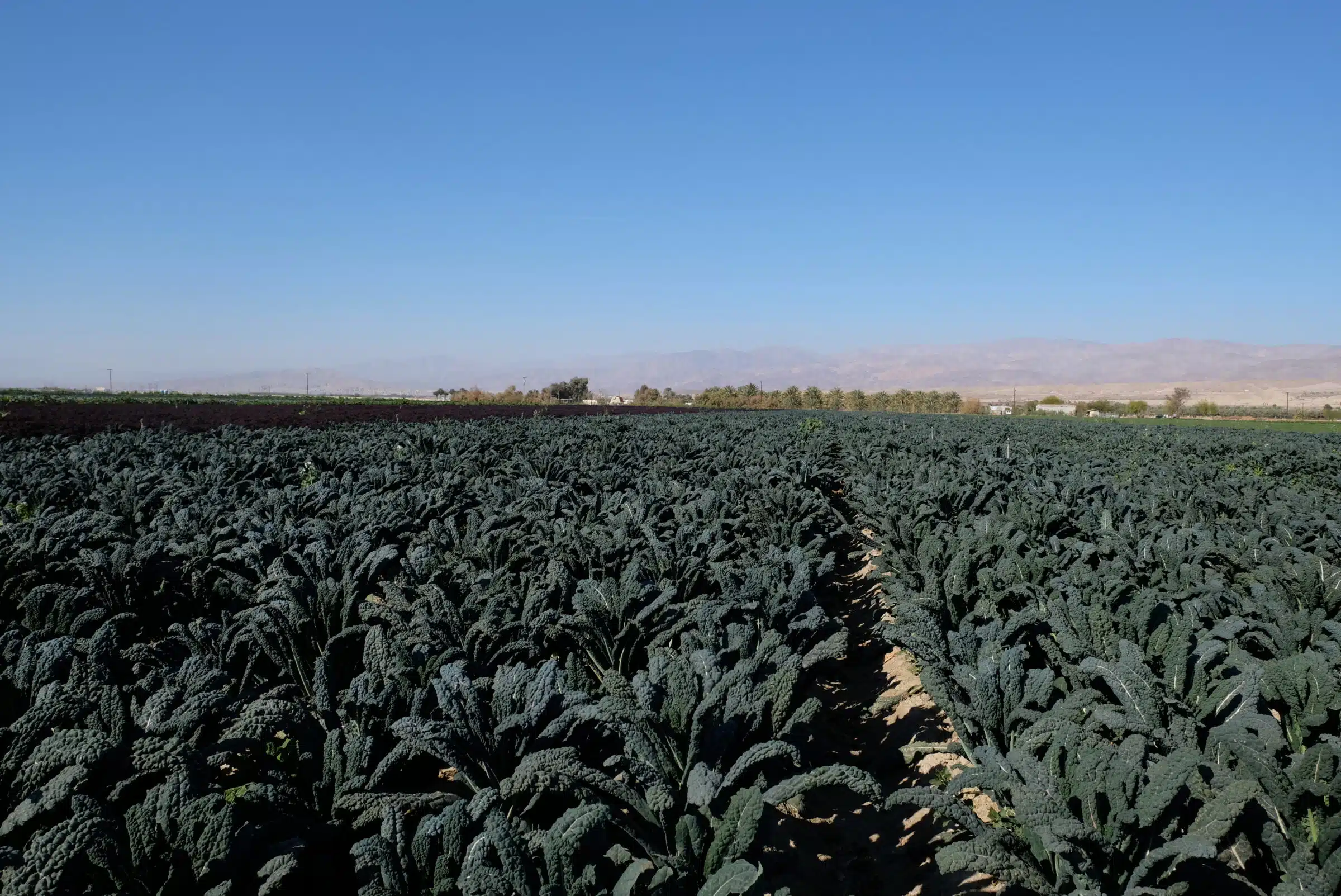 Black Jack Kale (Organic)