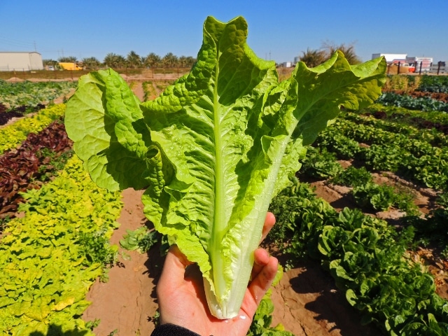 Black Seeded Simpson Lettuce (Not Treated)