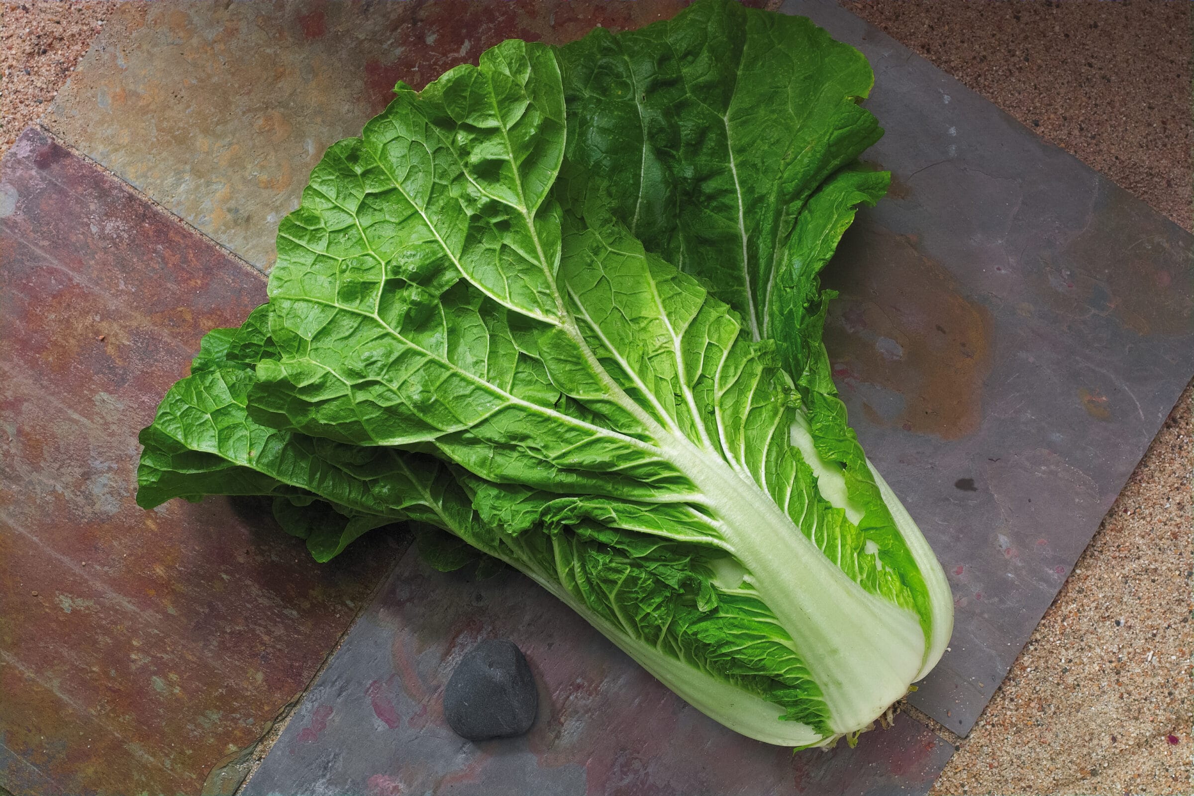 Yuki Chinese Cabbage (Not treated)