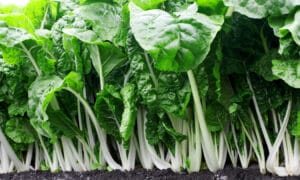 Fordhook Giant Swiss Chard (Not Treated)