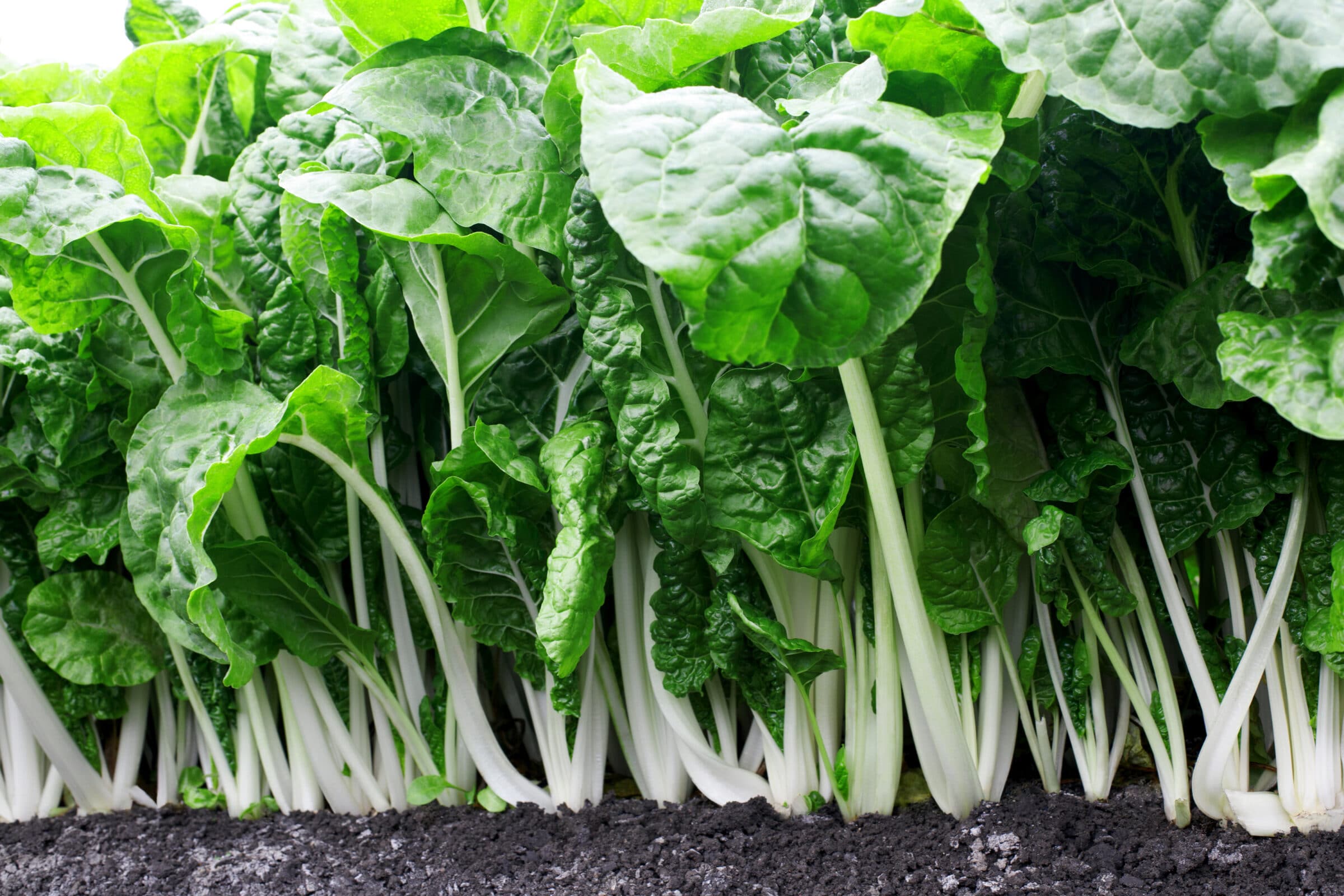 Fordhook Giant Swiss Chard (Not Treated)
