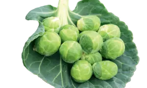 Gustus Brussels Sprouts (Not Treated)
