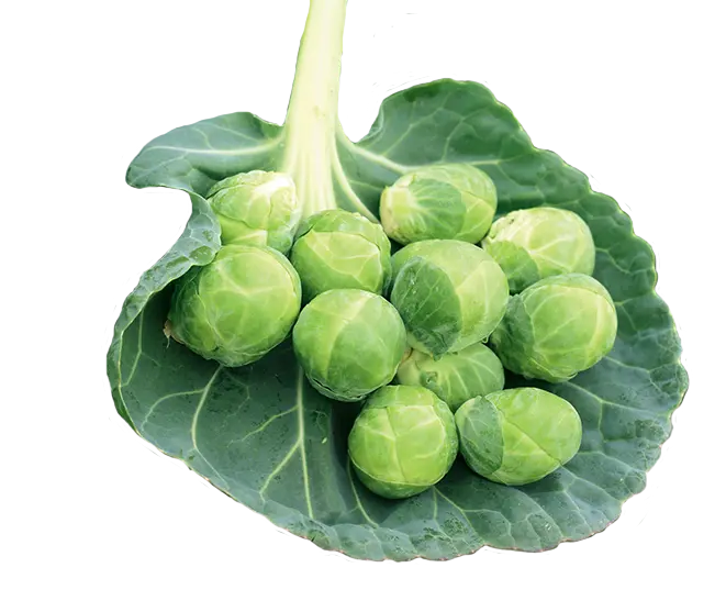 Gustus Brussels Sprouts (Treated Seed)