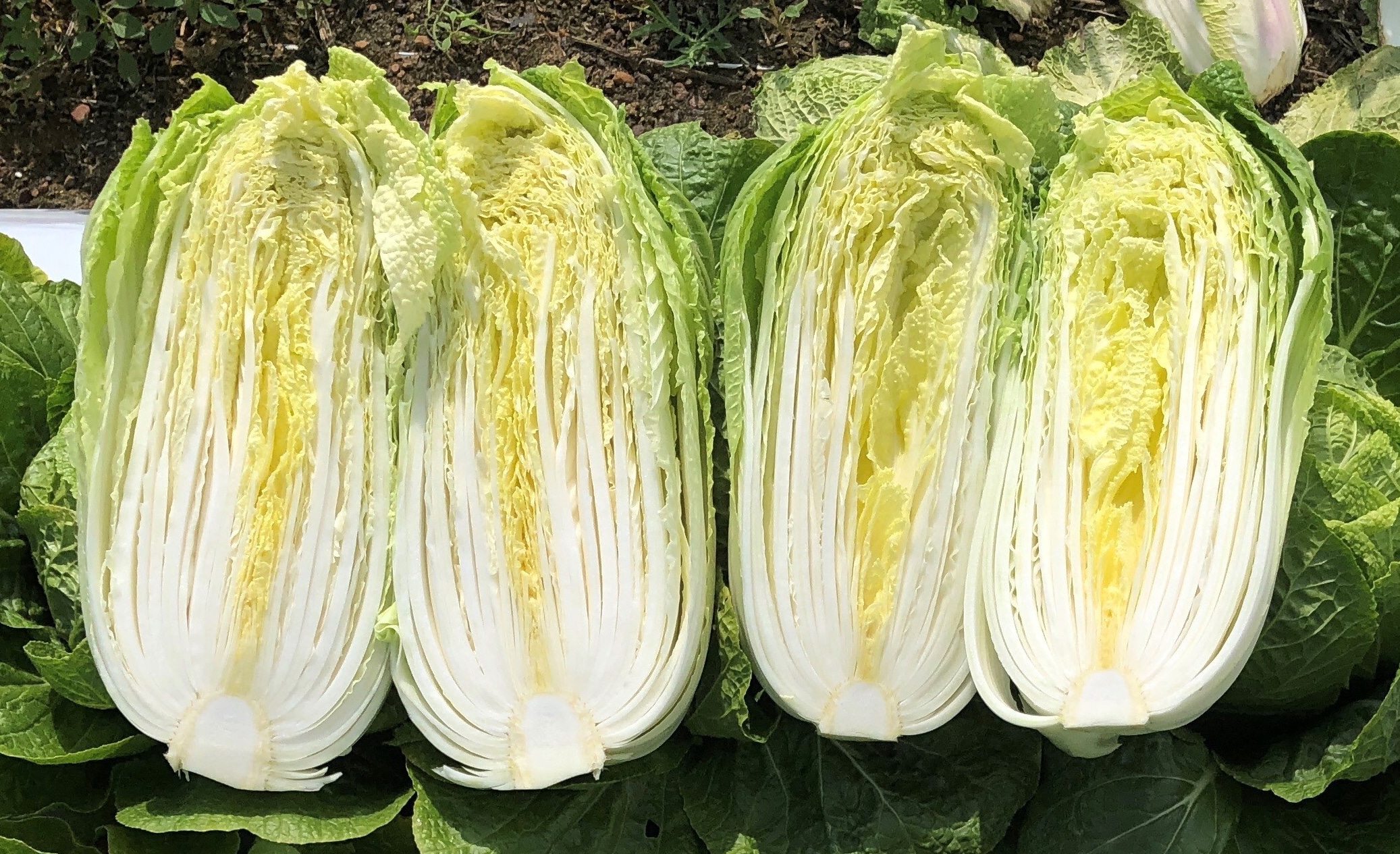 Haku Chinese Cabbage (Treated Seed)
