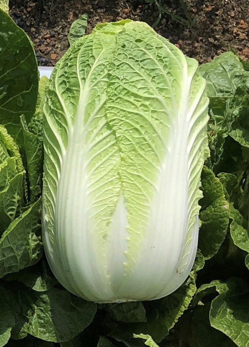 Haku Chinese Cabbage (Treated Seed) - Image 2