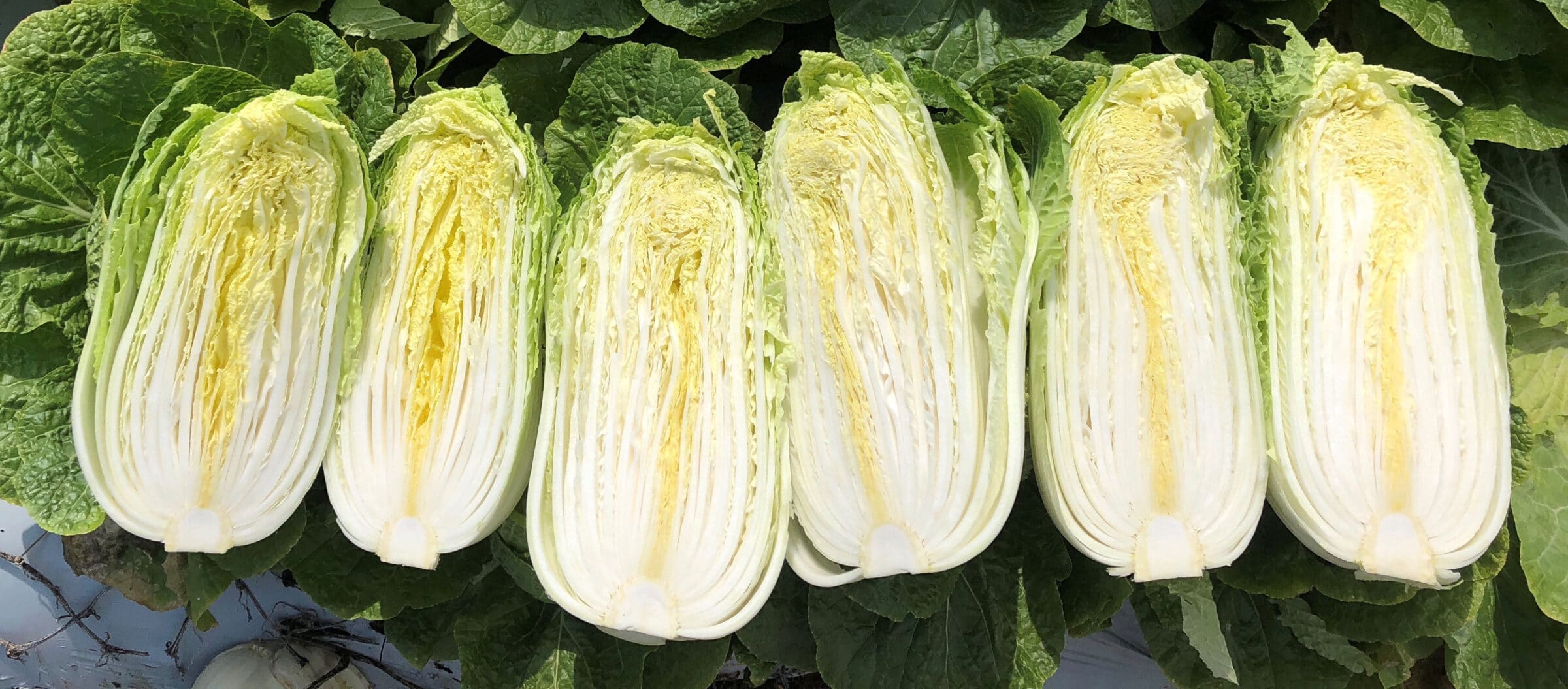 Haku Chinese Cabbage (Treated Seed) - Image 3