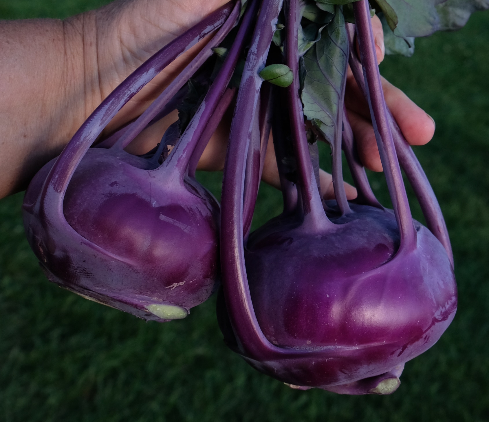 Konstance Kohlrabi (Treated)