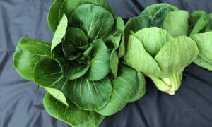 Miao Pak Choi (Not Treated)