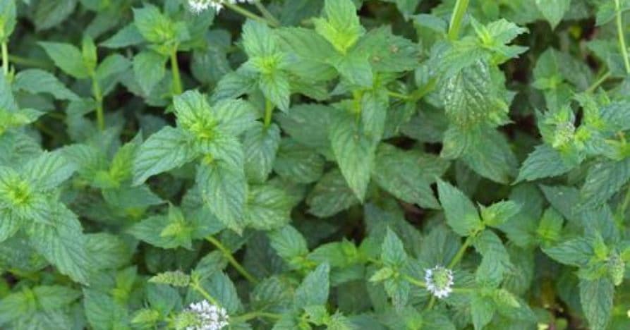 Mint Peppermint (Not Treated)