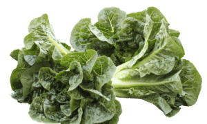 Monte Carlo Lettuce (Pelleted, Primed)