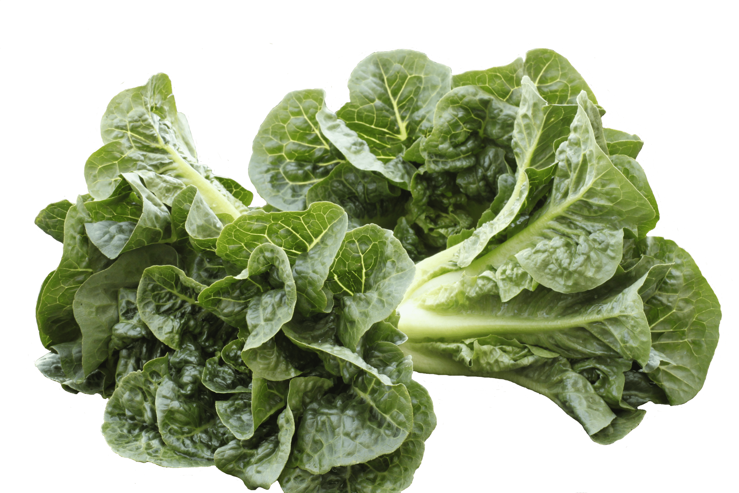 Monte Carlo Lettuce (Pelleted, Primed)